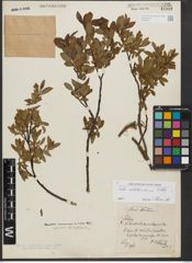 Foto von Salix waldsteiniana Willd.
